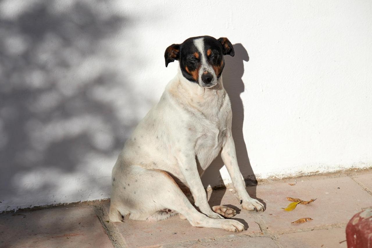 El Molino Estepona Ngoại thất bức ảnh