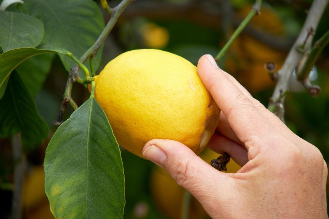 El Molino Estepona Ngoại thất bức ảnh